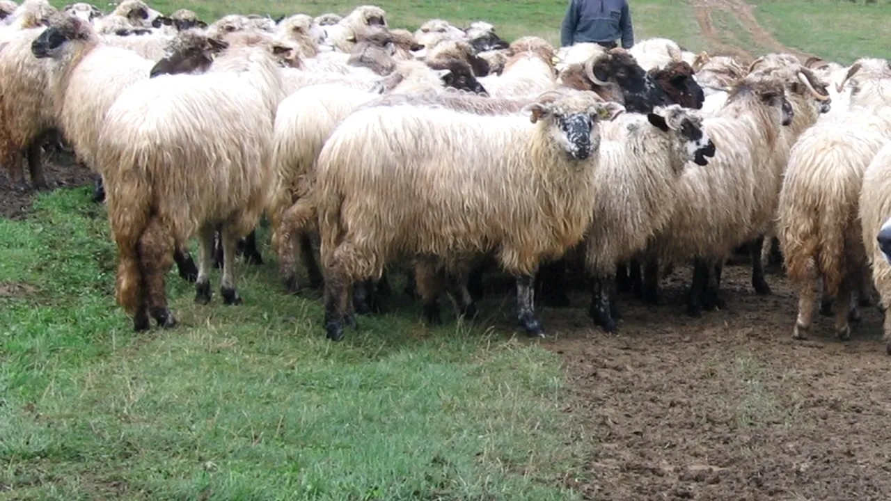 Copil de 13 ani, exploatat prin muncă la o stână și neglijat sever de părinți, preluat de autorități