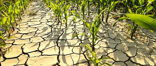 Despăgubiri incomplete: Fermierii afectați de secetă vor primi doar 90% dintre subvenții. Motivul a fost anunțat de un membru al guvernului