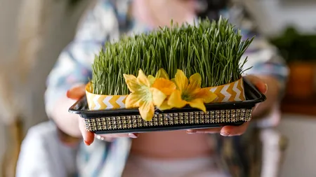 De ce se pune GRÂU la încolțit de Sfântul Andrei? Obiceiul are o semnificație profundă și este respectat cu sfințenie de mulți români