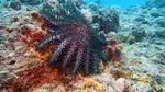 Miliarde de stele de mare au murit. Un trib din SUA încearcă să salveze specia de la dispariție