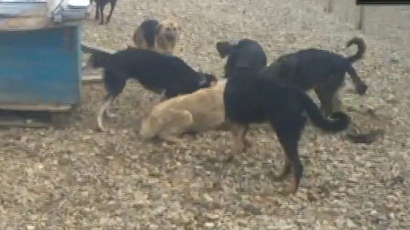 Anchetă la adăpostul de câini din Oradea, după ce pe internet au apărut imagini cu animale brutalizate

