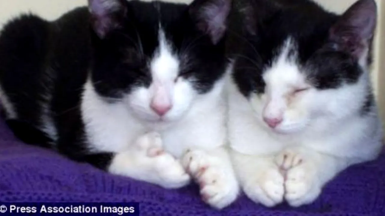 STUDIU. Când au fost domesticite pisicile