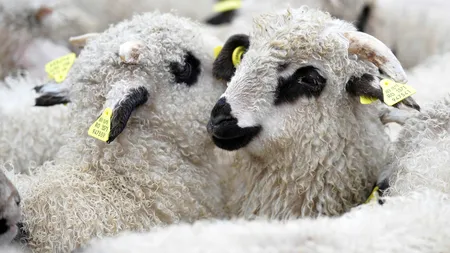 Când se sacrifică mieii de Paște. Ce preferințe există pe piața internă și ce animale pleacă la export