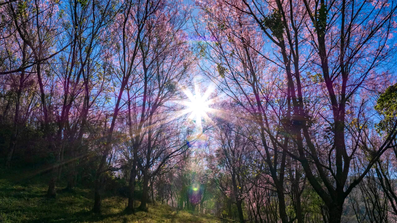 A fost cea mai călduroasă zi de 7 martie din ultimii 65 de ani. Maxime de până la 25 de grade în Vestul țării