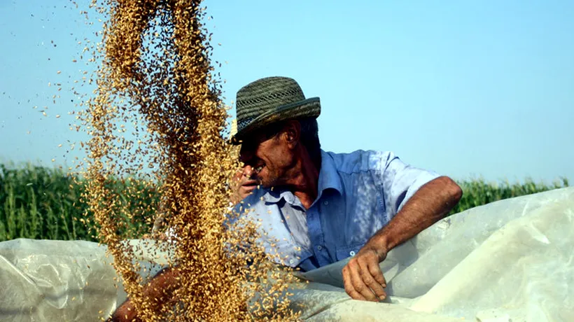 România, în topul celor mai mari exportatori de grâu în Egipt