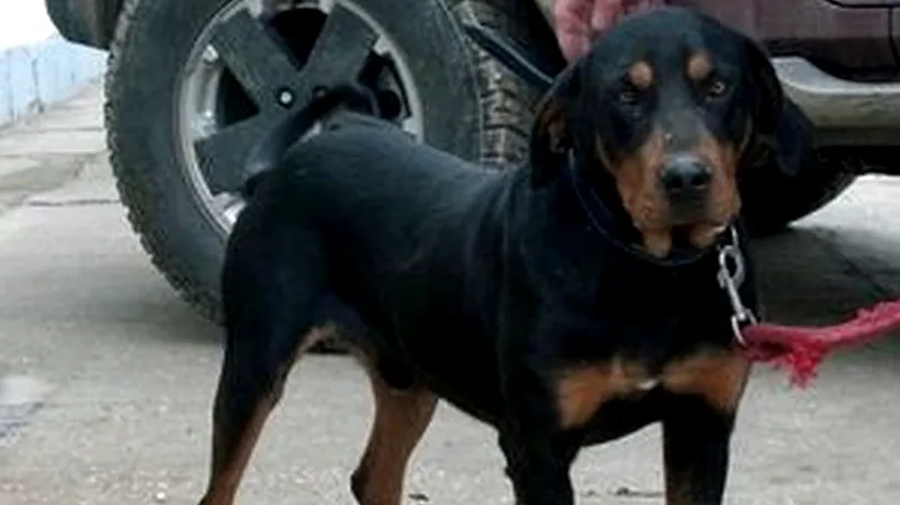 A cincea rasă canină românească se pregătește la Constanța. Copoiul dobrogean, atât câine de vânătoare, cât și de companie