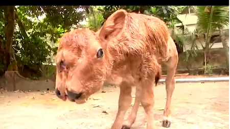 VIDEO Un vițel mutant a șocat pe toată lumea. Acesta s-a născut cu două capete, patru ochi și două guri