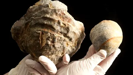 O stridie veche de 145 de milioane de ani pune pe gânduri cercetătorii. Ce avere s-ar putea ascunde în cochilie 