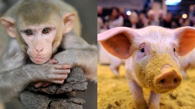 Sud-coreenii au făcut primul transplant de inimă de la un porc la o maimuță