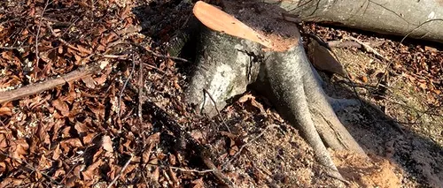 Un român în vârstă de 25 de ani A MURIT în Italia, după ce un copac l-a lovit direct în piept
