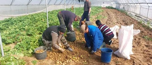 Prima recoltă de cartofi noi românești a ajuns în piețele din țară. Cât costă un kilogram de barabule