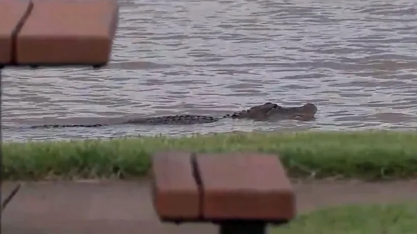 Imagini revoltătoare. Un aligator, surprins cu un cuțit înfipt în cap. Localnică: Cineva a făcut asta în mod intenționat - VIDEO