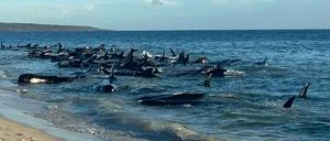 100 de balene-pilot, eșuate în largul coastelor Australiei! „Vom avea multe DECESE în orele următoare”