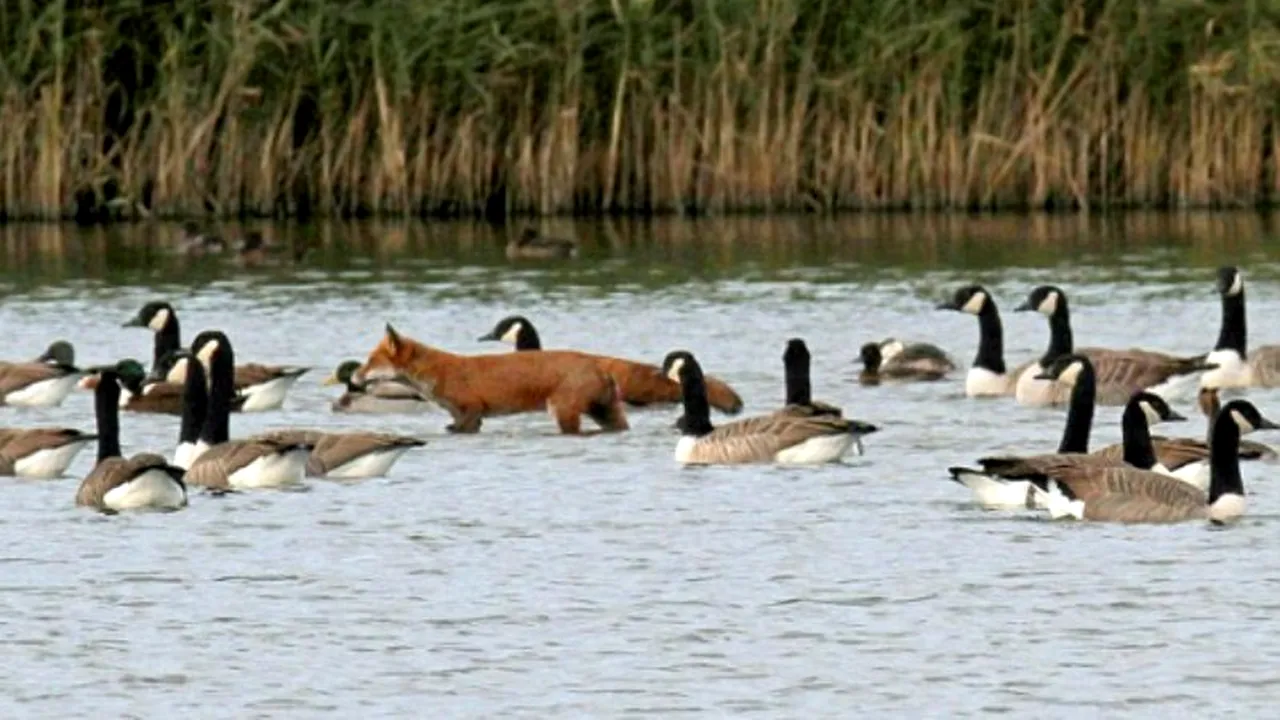 GALERIE FOTO. Vulpea păcălită de gâște