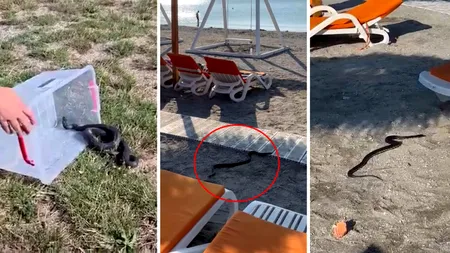 Panică pe litoralul românesc. Un șarpe de 1,5 metri a apărut printre șezlongurile de pe o plajă din stațiunea Venus