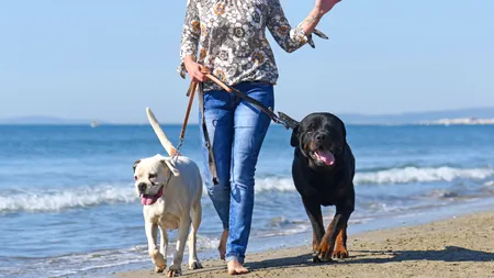 Vrei să îți iei câinele cu tine la mare de 1 Mai? Ce poți să pățești dacă mergi cu el la plajă și nu îi pui lesa