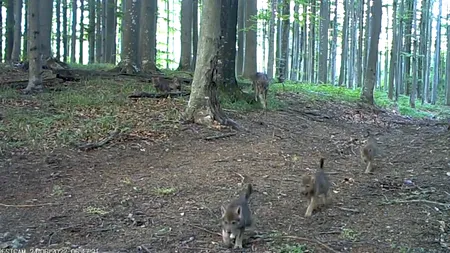 VIDEO | „Grupa mică în acțiune”. Imagini foarte rare cu șase pui de lup, la plimbare cu părinții, în Parcul Național Semenic