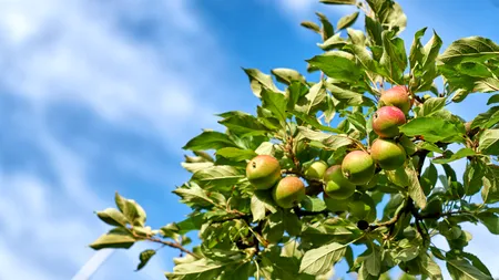 Ce tratament trebuie să aplici pomilor în luna februarie, pentru a da rod bogat. Soluții eficiente în special pentru meri și peri