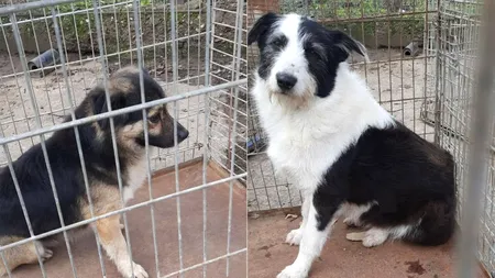 Zece câini au fost găsiţi de poliţiştii de la Protecţia Animalelor în curtea unui imobil din București, în condiţii insalubre