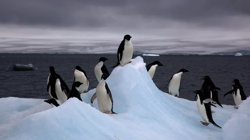 Primăvară în Antartica. S-a înregistrat un nou record de temperatură