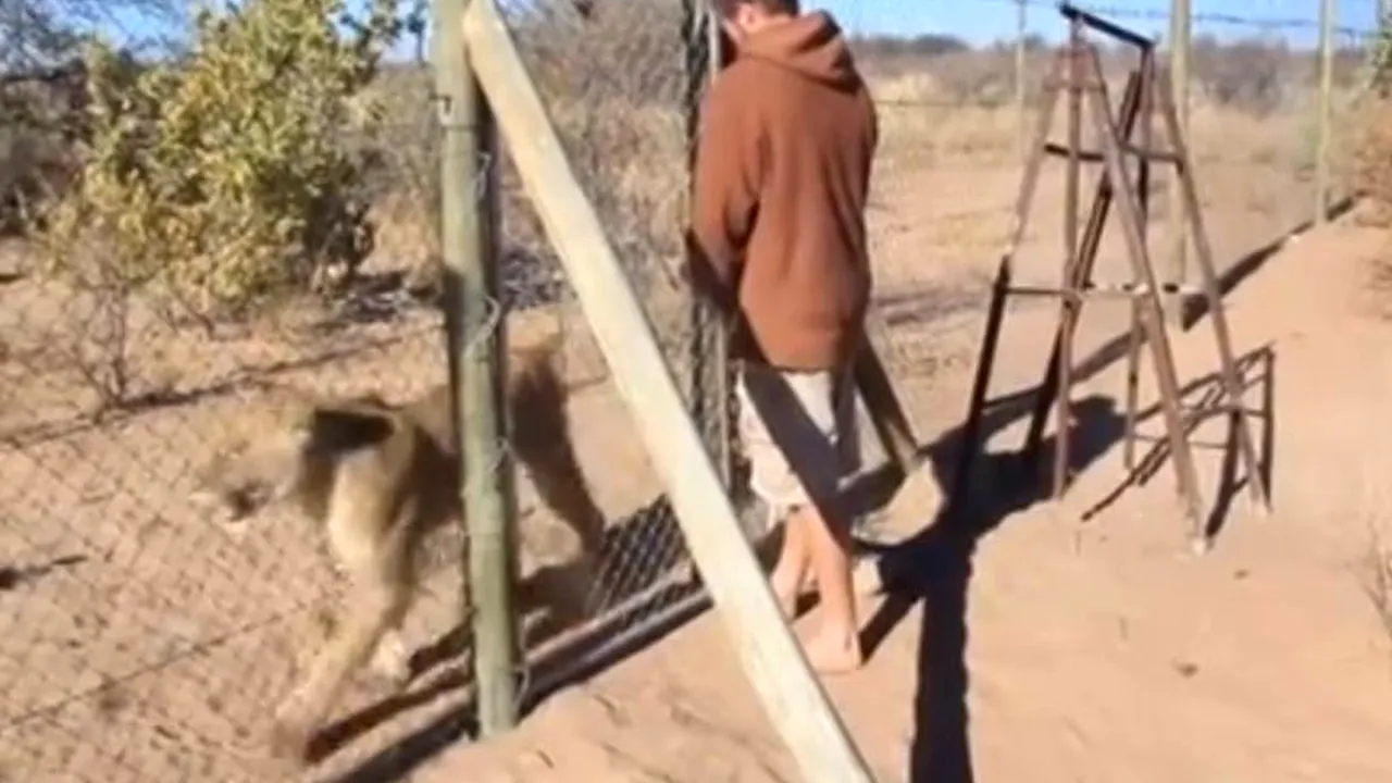 Un bărbat eliberează un leu din cușcă. Ce se întâmplă în momentele următoare este uluitor