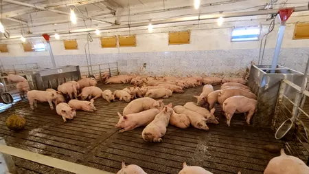 Țara care vinde cea mai bună carne de porc. Atenție, NU este România!