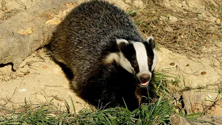 Gest frumos al jandarmilor din Bacău. Au salvat un bursuc rămas blocat în curtea unei locuințe