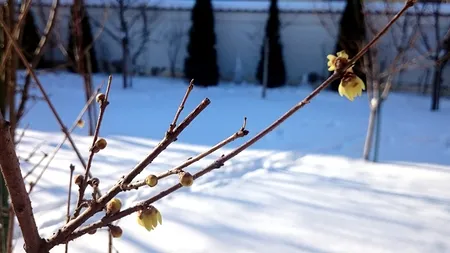 Prognoza METEO pentru 30 ianuarie - 1 februarie. Week-end călduros în București