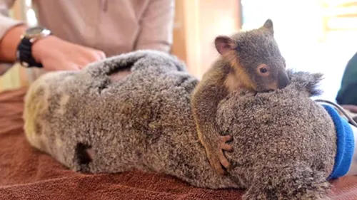 Imagini emoționante cu un pui de koala care își îmbrățișează mama rănită, pe patul de operație