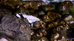 Fragmente de dronă lângă Cazinoul Constanța. Intervenția autorităților este în desfășurare