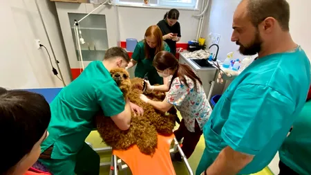 10.000 de animale de companie tratate în primul an de la înființarea singurului spital de urgențe veterinare din Moldova. Cine este cel mai neobișnuit 