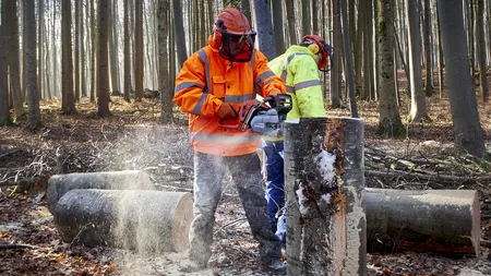 Investigația Consiliului Concurenței pe piața LEMNULUI, extinsă semnificativ. Acum sunt vizate 94 de companii