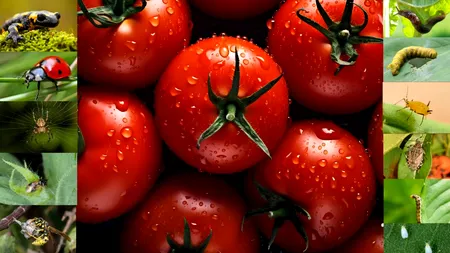 Semnele secrete prin care deosebești ROȘIILE românești gustoase de cele de import. Cum le ascund piețarii sub denumirea de produse autohtone