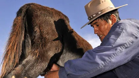 Care este cea mai scumpă brânză din lume