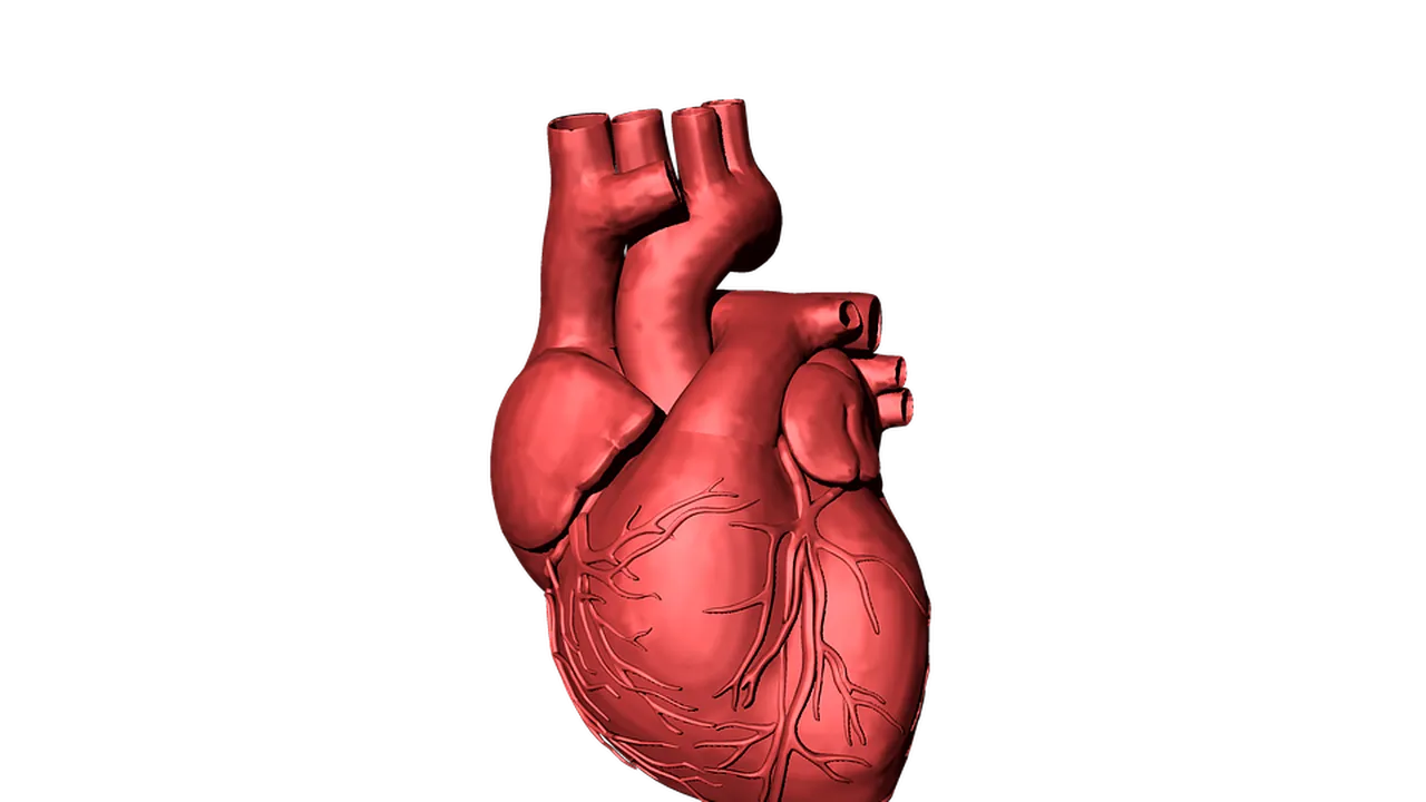Prima inimă umană vascularizată a fost realizată cu ajutorul unei imprimante 3D  în Israel