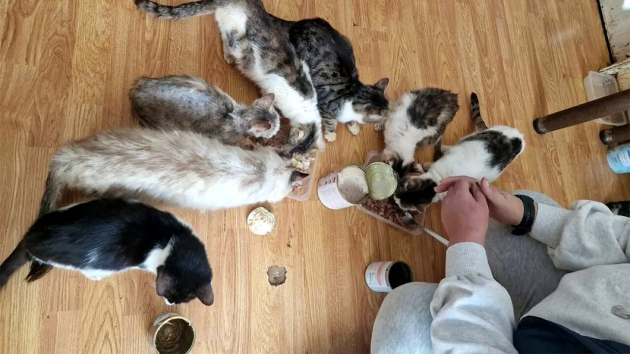 Care e numărul maxim de pisici sau câini pe care ai voie să îi ții într-un APARTAMENT, la bloc. Mulți români riscă amenzi uriașe!