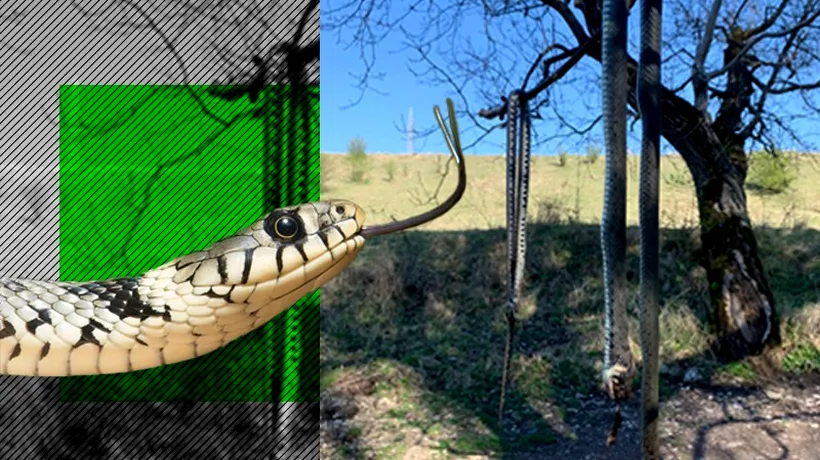 Imagini șocante cu doi șerpi atârnați într-un copac, lângă Ploiești. „Cineva i-a ucis pentru distracție” | DECLARAȚII EXCLUSIVE