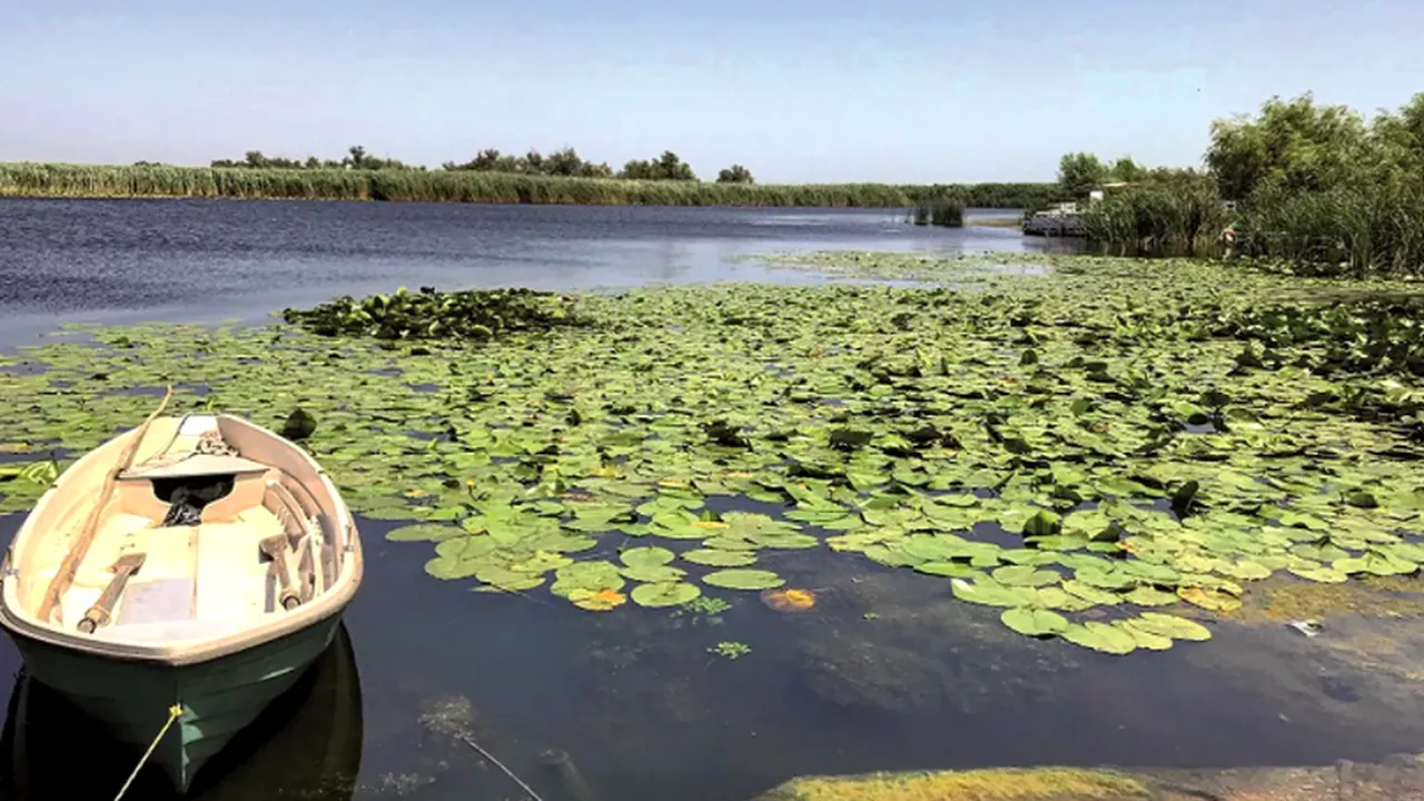 Specialist INCDDD, avertisment referitor la peștii din Dunăre: ”Răpitorii și crapul, potențial cancerigeni”