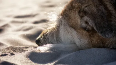 Un mureșean și-a legat câinele și l-a tras cu mașina prin sat