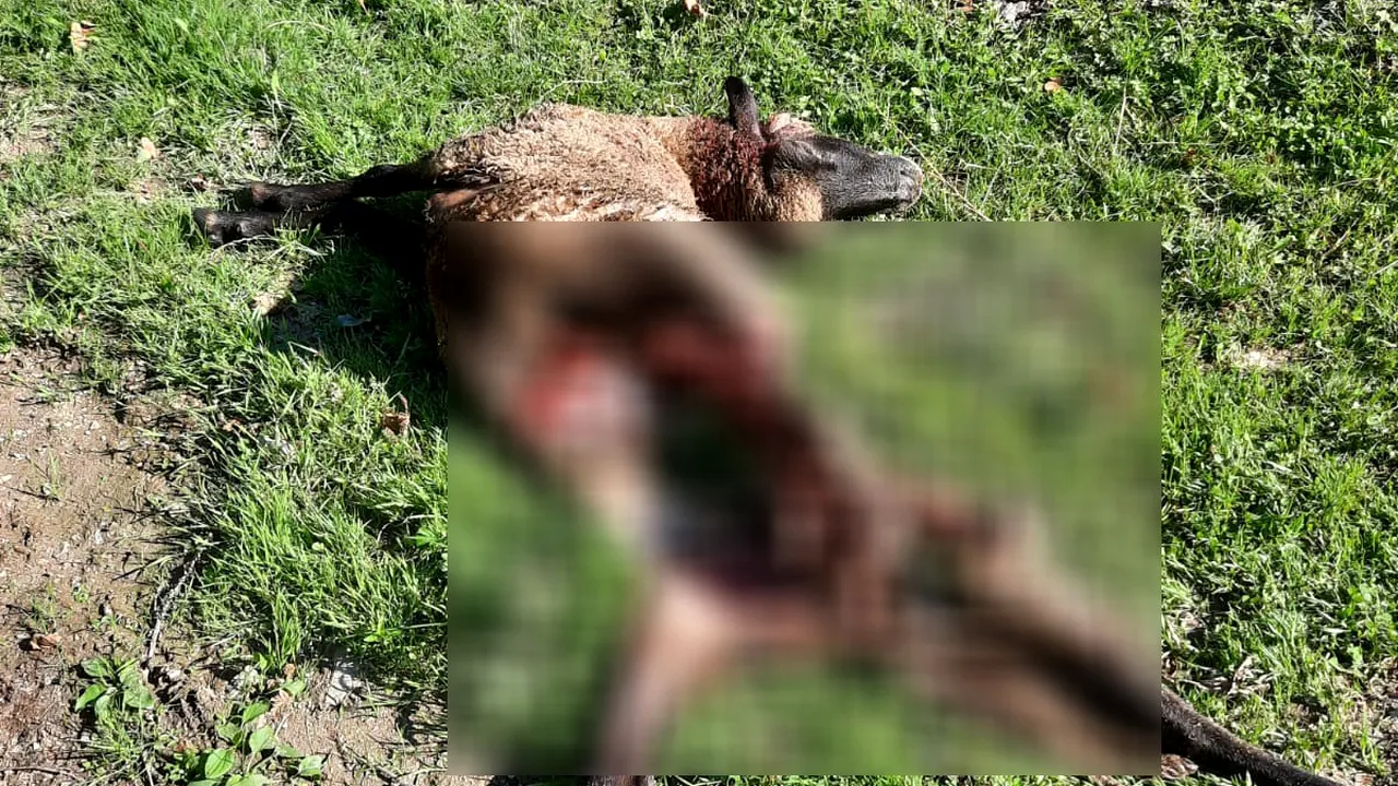 Așa atacă ursul. Este îngrozitor ce a lăsat animalul în urma lui