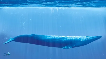 Anchetă la o școală din Botoșani după ce un elev a recunoscut că se juca 