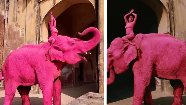 Chanchal, un elefant bătrân vopsit în roz, ar fi murit în India după o ședință foto. Evenimentul a scandalizat India