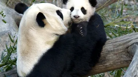 Un pui de panda s-a născut la grădina zoologică din Washington