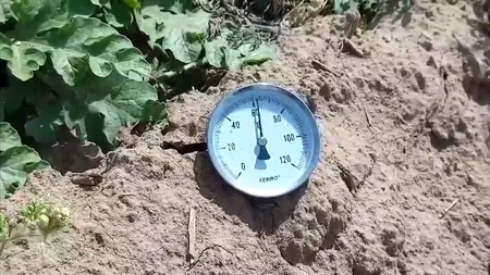 Este cod roșu de CANICULĂ în județul Dolj, iar producătorii de pepeni acoperă lubenițele cu iarbă ca să nu fie distruse de căldura excesivă