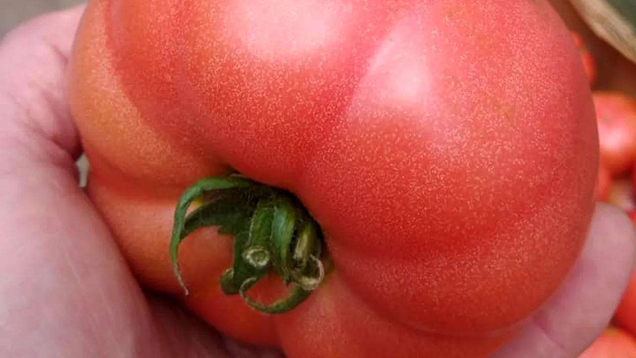 Ministerul Agriculturii anunță rezultatele controlului: 243 de probe de roșii, dar nu s-au constatat depășiri la pesticide