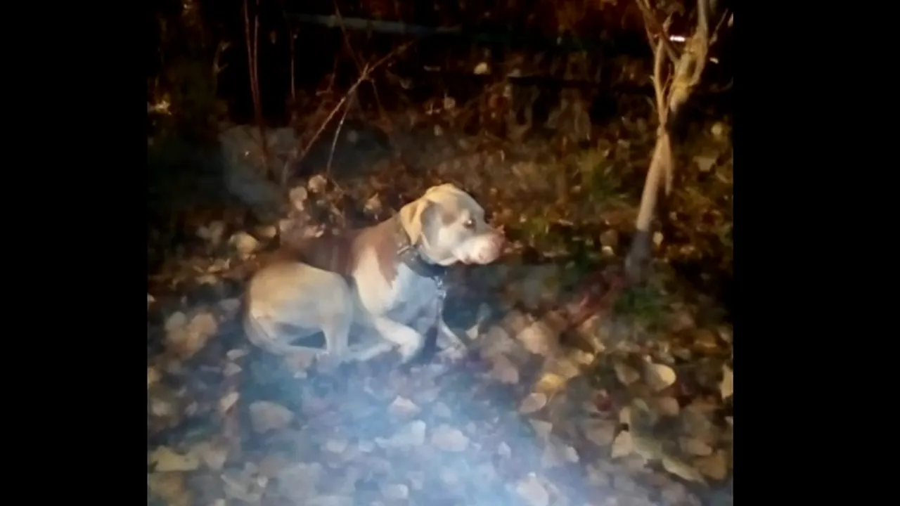 O bucureșteancă a fost amendată cu 3.000 de lei pentru că și-a abandonat câinele în parc