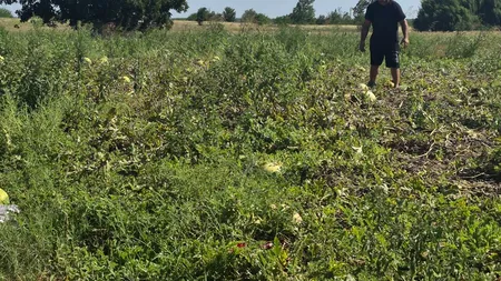 Fermierii preferă să-și lase pepenii pe câmp decât să-i transporte la samsari sau piață, din cauza prețurilor. Zeci de tone de pepeni, abandonate