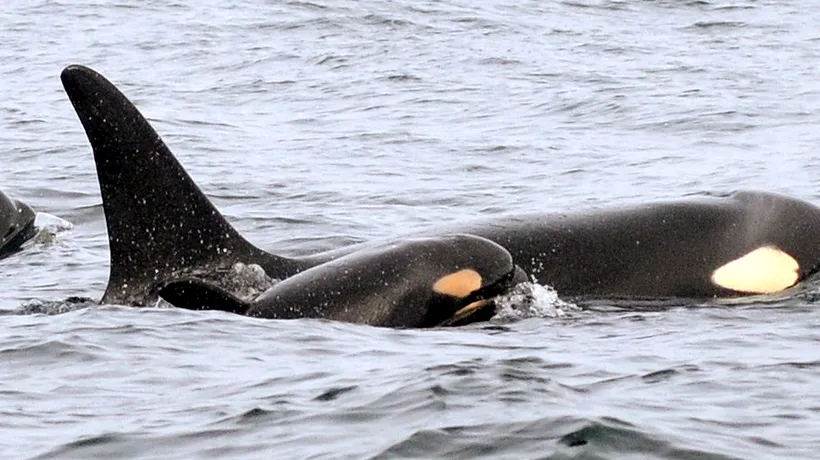 Eșuarea misterioasă a 30 de balene din Alaska