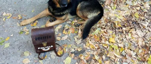 Un câine polițist din Brăila a ajuns vedetă după ce a prins autorii a două crime