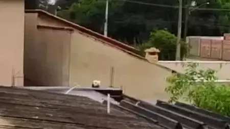 Iluzie optică VIRALĂ: Doar 1% dintre oameni pot spune corect dacă în imagine apare un câine sau o pisică